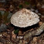 CHampignons et fruits d'automne